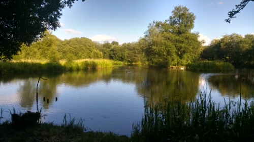 Nature Reserve Pond